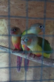 Papugi rudosterki ręcznie karmione -2