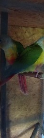 Papugi rudosterki ręcznie karmione -3