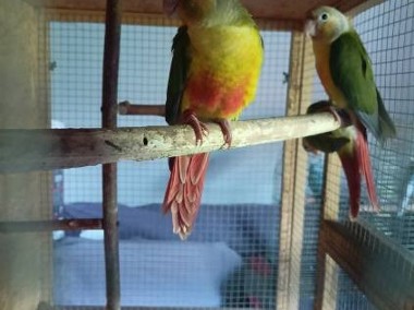 Papugi rudosterki ręcznie karmione -1