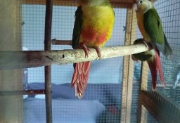 Papugi rudosterki ręcznie karmione 