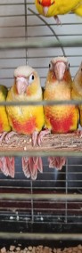 Papugi rudosterki ręcznie karmione -4