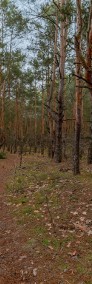 Urokliwa działka leśna w Wesołej (0,4 ha)-4