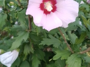 Hibiskus różowy - Ketmia syryjska krzew-1