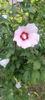 Hibiskus różowy - Ketmia syryjska krzew
