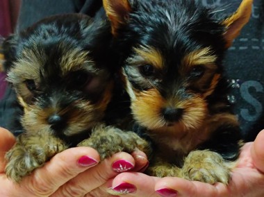 Yorkshire Terrier - Śliczne Suczki - Yorki-1