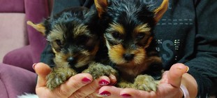 Yorkshire Terrier - Śliczne Suczki - Yorki