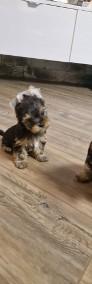 Yorkshire Terrier!!! Pieski!!-4