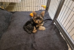 Yorkshire Terrier!!! Pieski!!