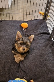 Yorkshire Terrier!!! Pieski!!-2