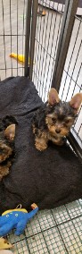 Yorkshire Terrier!!! Pieski!!-3