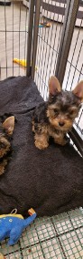 Yorkshire Terrier!!! Pieski!!-4