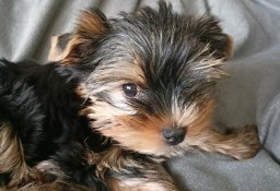 York piesek gotowy do odbioru Yorkshire Terrier