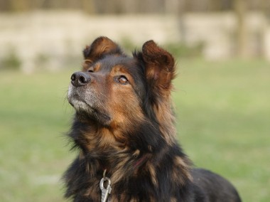 Zorro szuka domu  schronisko Zgierz-aktualne -1