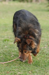 Zorro szuka domu  schronisko Zgierz-aktualne -2