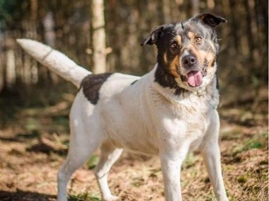 DŻEKI - miał być prezentem, trafił do schroniska, ADOPTUJ-1