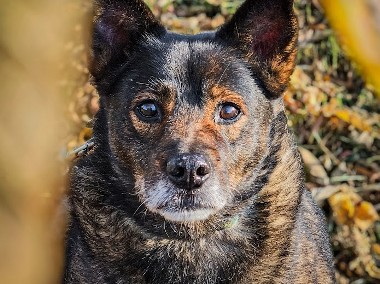 Spokojny, bardzo stateczny, przekochany psi senior szuka cudownego domu, adoptuj-1