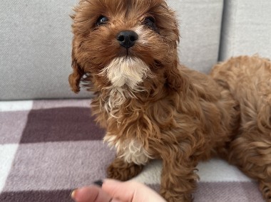 Cavapoo _cavalier king charles spaniel & pudel-1