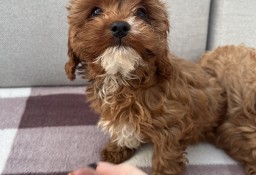 Cavapoo _cavalier king charles spaniel & pudel