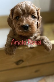 Cavapoo _cavalier king charles spaniel & pudel-2