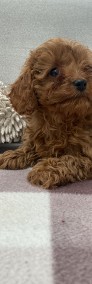 Cavapoo _cavalier king charles spaniel & pudel-3