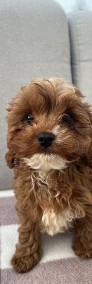 Cavapoo _cavalier king charles spaniel & pudel-4