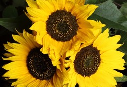 Słonecznik ozdobny kwiatowy TAIYO (spełnia wymagania ARiMR do dopłat) 1 kg