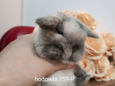 Mini lop króliki karzełek miniaturka baranek hodowla -1