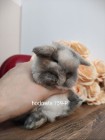 Mini lop króliki karzełek miniaturka baranek hodowla 