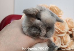 Mini lop króliki karzełek miniaturka baranek hodowla 