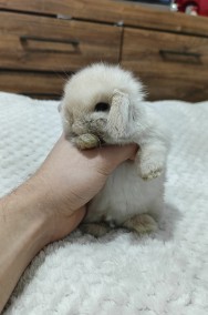 Mini lop króliki karzełek miniaturka baranek hodowla -2