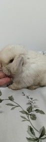 Mini lop króliki karzełek miniaturka baranek hodowla -3