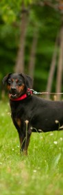 Proludzki Timor -pies w typie rasy gończy słowacki szuka domu !!-3