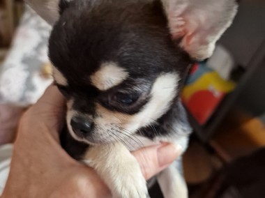 Sprzedam Chihuahua, dziewczynkę szczeniaczka, tricolor, krótkowłosa-1