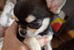 Sprzedam Chihuahua, dziewczynkę szczeniaczka, tricolor, krótkowłosa