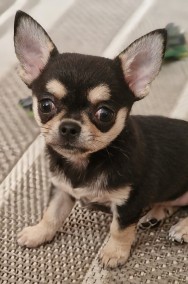 Sprzedam Chihuahua, dziewczynkę szczeniaczka, tricolor, krótkowłosa-2