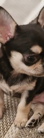 Sprzedam Chihuahua, dziewczynkę szczeniaczka, tricolor, krótkowłosa-3