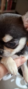 Sprzedam Chihuahua, dziewczynkę szczeniaczka, tricolor, krótkowłosa-4