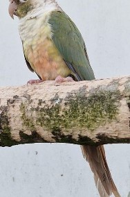 Rudosterki zielonolice łatwo się oswajają i można nauczyć je mówić papuga papugi-2