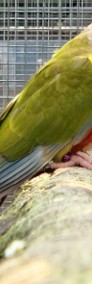 Rudosterki zielonolice łatwo się oswajają i można nauczyć je mówić papuga papugi-3