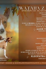 basenji- ostatnia suczka-3