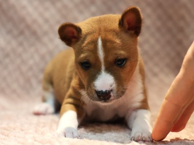 basenji-1