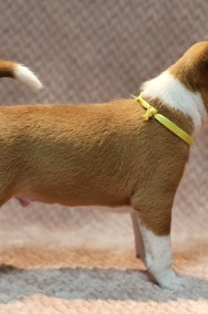 basenji-2