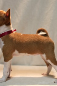 basenji- ostatnia suczka-2