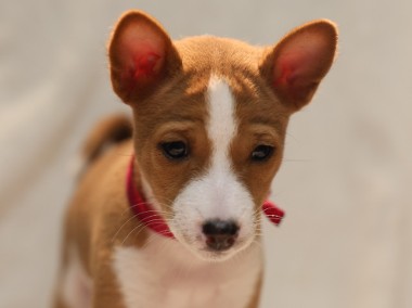 basenji- ostatnia suczka-1