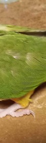 Rudosterka zielonolica ręcznie karmiona-3