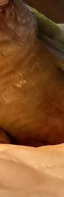 Rudosterka zielonolica ręcznie karmiona-4