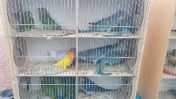 Papugi z 2021 r sprzedam