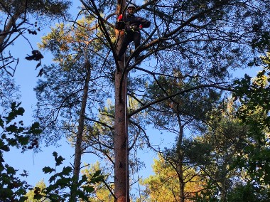 Przycinanie, pielęgnacja drzew metodą alpinistyczną-1