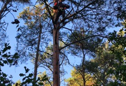 Przycinanie, pielęgnacja drzew metodą alpinistyczną