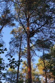 Przycinanie, pielęgnacja drzew metodą alpinistyczną-2